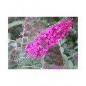 Buddleja davidii 'Summer Beauty' - arbres aux papillons, buddleia de David,