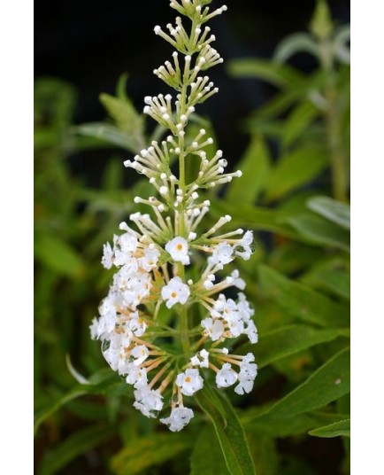 Buddleja davidii 'White Bouquet' - arbuste aux papillons