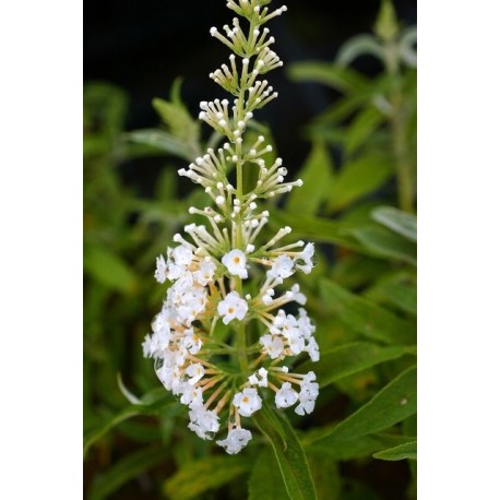 Buddleja davidii 'White Bouquet' - arbuste aux papillons