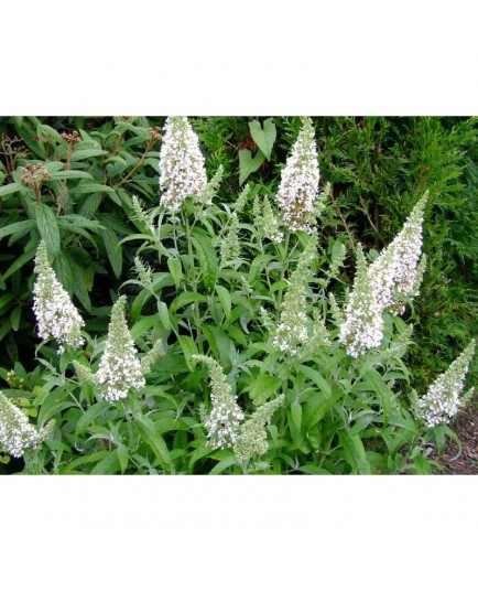 Buddleja davidii 'White Mrs Keep' - Arbre à papillons