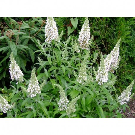 Buddleja davidii 'White Mrs Keep' - Arbre à papillons