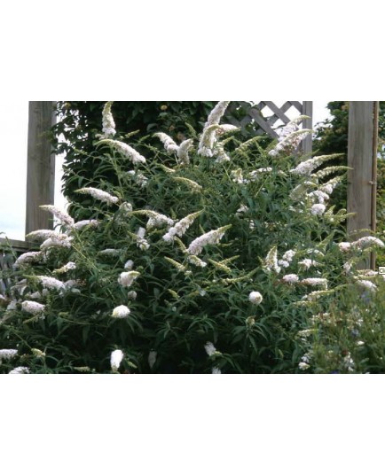 Buddleja davidii 'White Profusion'- Arbre aux Papillons