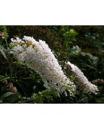 Buddleja davidii 'White Profusion'- Arbre aux Papillons