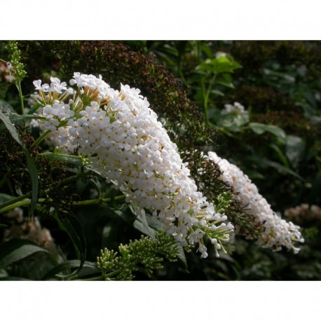 Buddleja davidii 'White Profusion'- Arbre aux Papillons