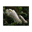 Buddleja davidii 'White Profusion'- Arbre aux Papillons