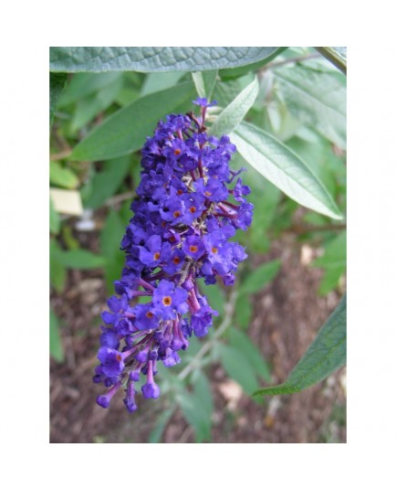 Buddleja davidii 'Adonis Blue'® - arbre aux papillons