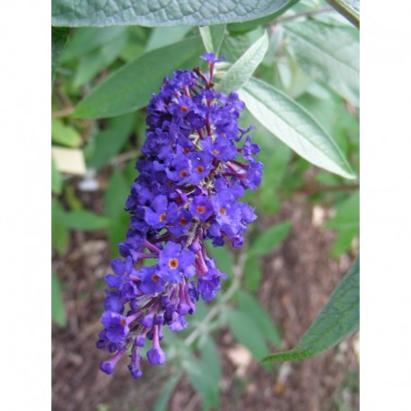 Buddleja davidii 'Adonis Blue'® - arbre aux papillons