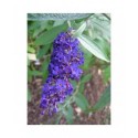 Buddleja davidii 'Adonis Blue'® - arbre aux papillons