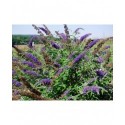 Buddleja davidii 'Adonis Blue'® - arbre aux papillons