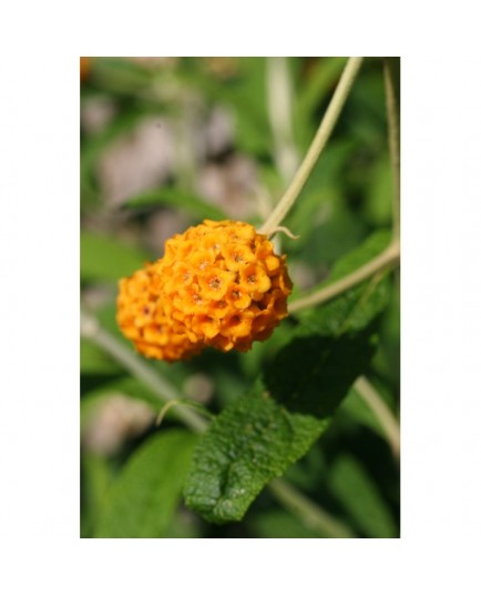 Buddleja globosa - Buddléia globuleux, Orange Ball Tree