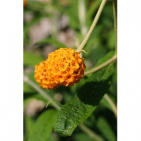 Buddleja globosa - Buddléia globuleux, Orange Ball Tree