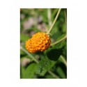 Buddleja globosa - Buddléia globuleux, Orange Ball Tree