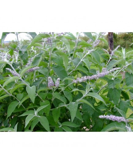 Buddleja nivea - Arbre à Papillon, Buddleia du Yunnan