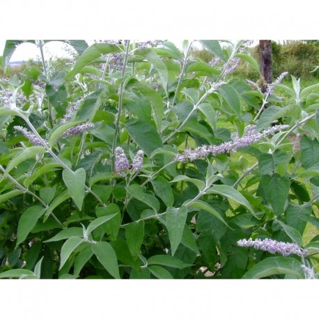 Buddleja nivea - Arbre à Papillon, Buddleia du Yunnan