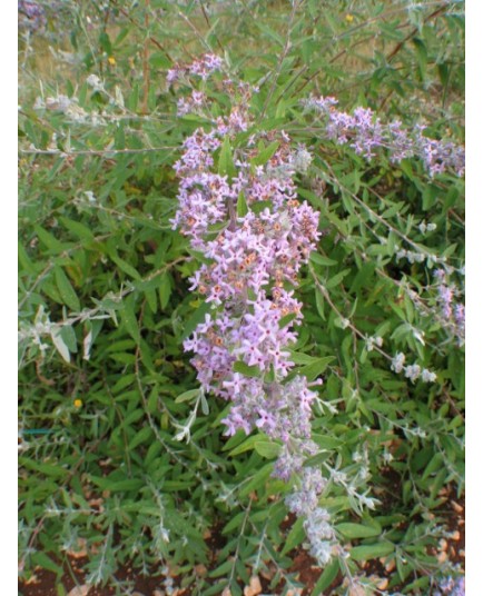 Buddleja pikei x 'Hever' - Arbre à papillons