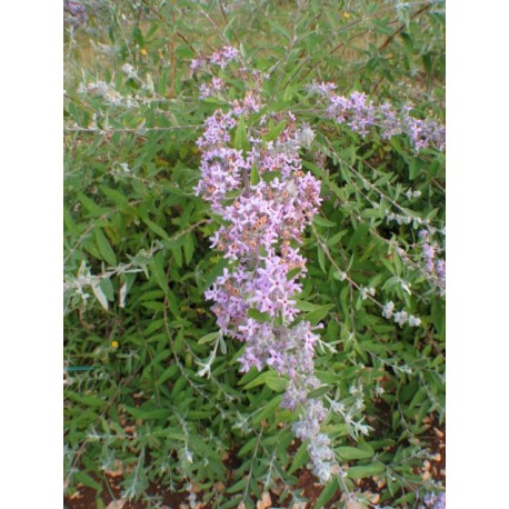 Buddleja pikei x 'Hever' - Arbre à papillons