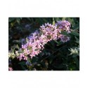 Buddleja pikei x 'Hever' - Arbre à papillons