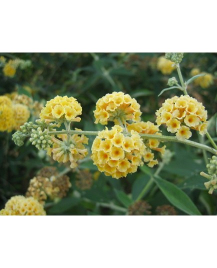 Buddleja weyeriana x 'Sungold' - Arbres aux Papillons, Buddleia de Weyer