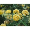 Buddleja weyeriana x 'Sungold' - Arbres aux Papillons, Buddleia de Weyer