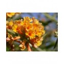 Buddleja weyeriana x 'Sungold' - Arbres aux Papillons, Buddleia de Weyer