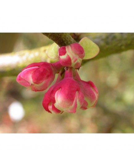 Chaenomeles cathayensis - cognassier de Chine