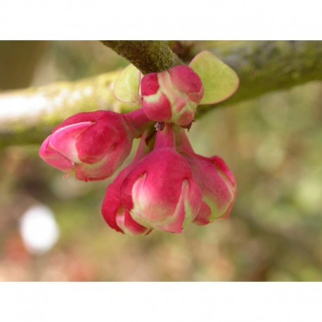 Chaenomeles cathayensis - cognassier de Chine