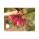 Chaenomeles cathayensis - cognassier de Chine