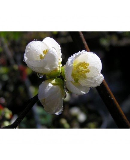 Chaenomeles speciosa 'Nivalis' - Cognassier du japon