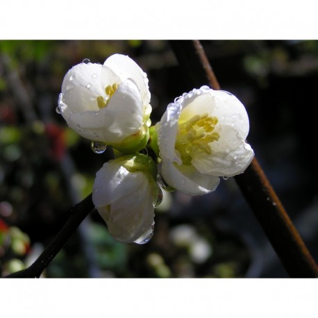 Chaenomeles speciosa 'Nivalis' - Cognassier du japon