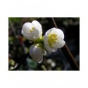 Chaenomeles speciosa 'Nivalis' - Cognassier du japon