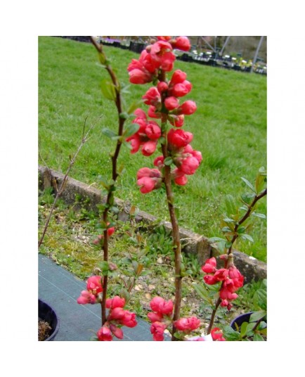 Chaenomeles speciosa 'Rubra Grandiflora' - Cognassier du japon