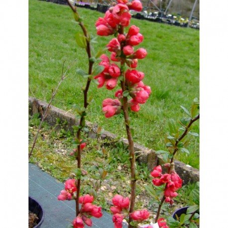 Chaenomeles speciosa 'Rubra Grandiflora' - Cognassier du japon