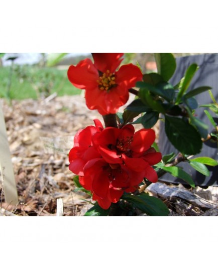 Chaenomeles superba x 'Ernst Finken' - cognassier