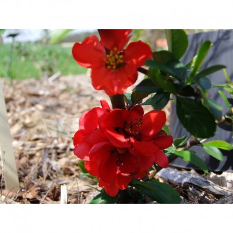 Chaenomeles superba x 'Ernst Finken' - cognassier