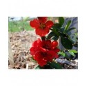 Chaenomeles superba x 'Ernst Finken' - cognassier