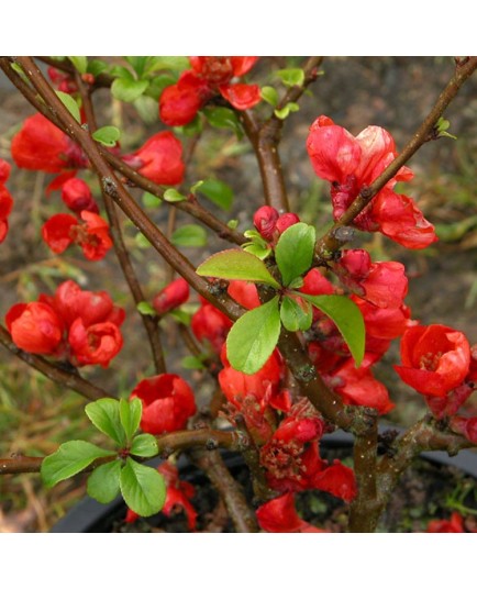 Chaenomeles superba x 'Crimson And Gold' - cognassiers du japon, cognassiers à fleurs,