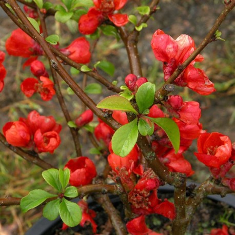 Chaenomeles superba x 'Crimson And Gold' - cognassiers du japon, cognassiers à fleurs,