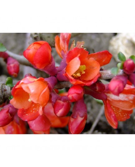 Chaenomeles superba x 'Fire dance'