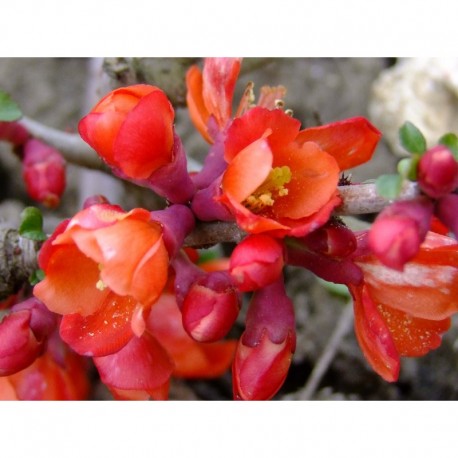 Chaenomeles superba x 'Fire dance'