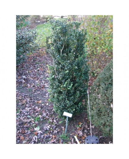 Buxus sempervirens 'Handsworthiensis' - buis fastigié