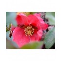 Chaenomeles superba x 'Nicoline' - Cognassier du japon