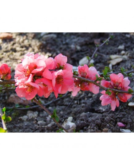 Chaenomeles superba x 'Nicoline' - Cognassier du japon