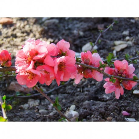 Chaenomeles superba x 'Nicoline' - Cognassier du japon