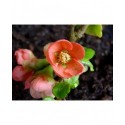 Chaenomeles superba x 'Orange Star' - Cognassier à fleurs