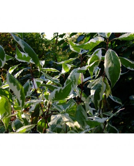 Cornus alba 'Elegantissima' - cornouiller panaché