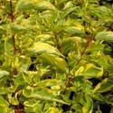 Cornus alba 'Gouchaultii'- Cornouiller