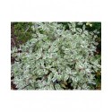 Cornus alba 'Ivory Halo'® - cornouiller