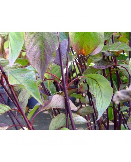 Cornus alba 'Kesselringii' - cornouiller