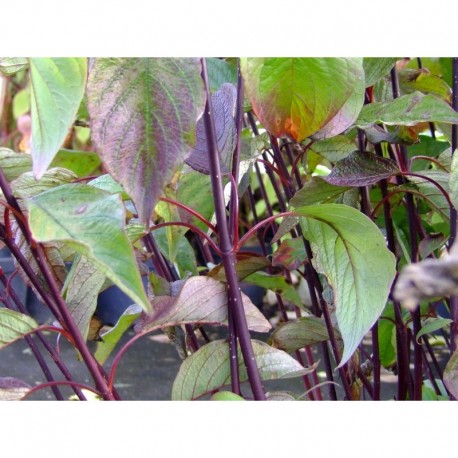 Cornus alba 'Kesselringii' - cornouiller