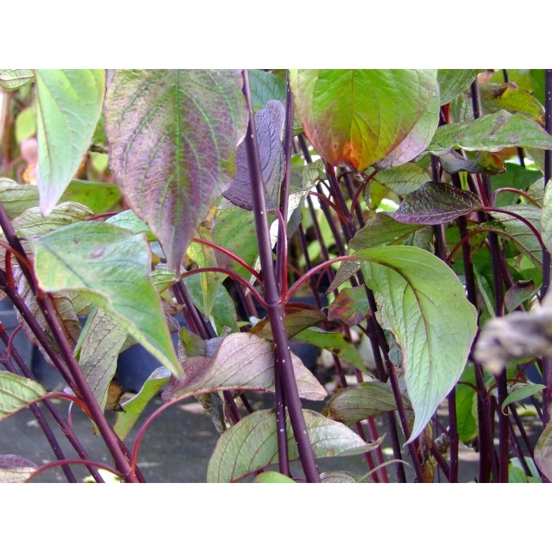 Cornus alba kesselringii cornouiller